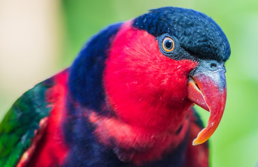 Close up de ave colorida