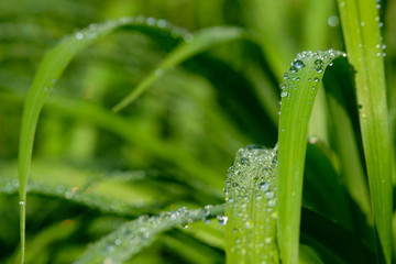 All in green: Beautiful green springtime grass in the morning sunlight with rain drops on the leaves