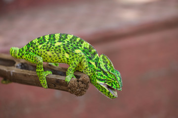 Green chameleon india