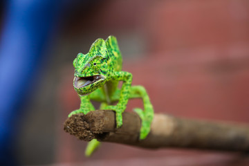 Green chameleon india