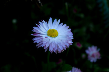 #цветы #природароссии #природа #весна #ярко #макро #макросъемка #фото #безфотошопа #фотограф #ignatnefedov #macro #macrophotography #photography #fotografia #flowers #sun #yellow #nophotoshop #naturep