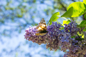 #цветы #природароссии #природа #весна #ярко #макро #макросъемка #фото #безфотошопа #фотограф #ignatnefedov #macro #macrophotography #photography #fotografia #flowers #sun #yellow #nophotoshop #naturep