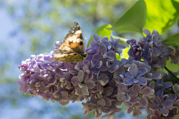 #цветы #природароссии #природа #весна #ярко #макро #макросъемка #фото #безфотошопа #фотограф #ignatnefedov #macro #macrophotography #photography #fotografia #flowers #sun #yellow #nophotoshop #naturep