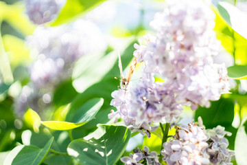 #цветы #природароссии #природа #весна #ярко #макро #макросъемка #фото #безфотошопа #фотограф #ignatnefedov #macro #macrophotography #photography #fotografia #flowers #sun #yellow #nophotoshop #naturep