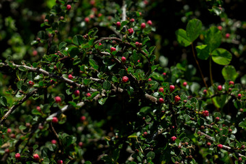 #цветы #природароссии #природа #весна #ярко #макро #макросъемка #фото #безфотошопа #фотограф #ignatnefedov #macro #macrophotography #photography #fotografia #flowers #sun #yellow #nophotoshop #naturep