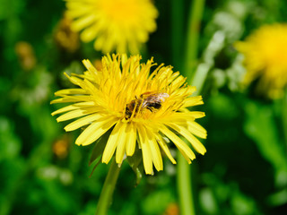 honey bee collecting nectar and pollen from a dandelion flower. closeup