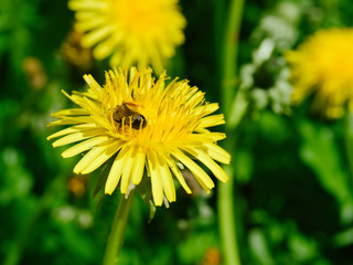 honey bee collecting nectar and pollen from a dandelion flower