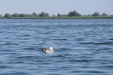 Great black-backed gull (Larus marinus) swimming in Fortuna Lake (Lacul Furtuna). Danube biosphere reserve - Danube delta, Romania.