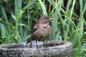 Female blackbird a garden bird 