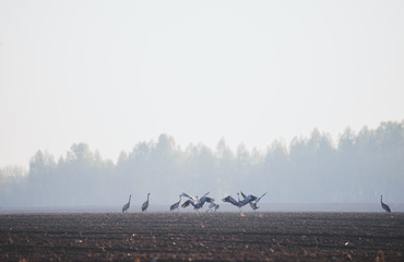 Cranes on the field in the spring morning