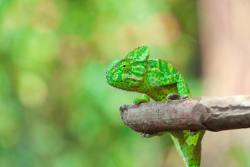 Green chameleon india