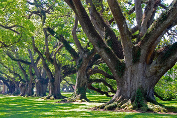 famous oak alley plantation in Vacherie, Louisiana