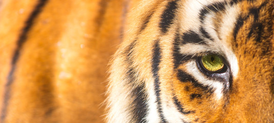 Close up do olho do tigre