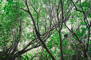 Landscape of Ishigaki Island