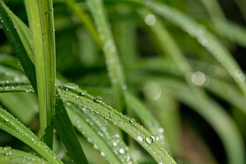 All in green: Beautiful green springtime grass in the morning sunlight with rain drops on the leaves