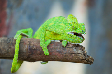 Green chameleon india