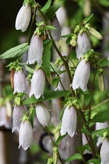 Spotted bellflower (Campanula punktata) blooms bell-shaped flowers in early summer.