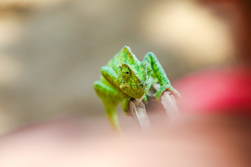 Green chameleon india