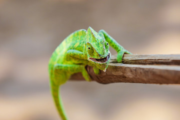 Green chameleon india