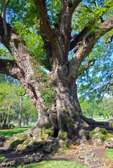Fototapeta premium very old oak tree with huge branches and roots