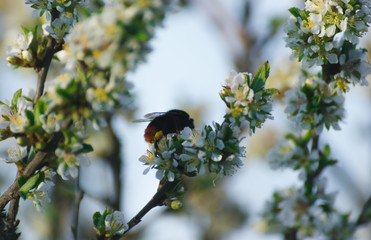 Bees on the cherry blossoms to collect nectar