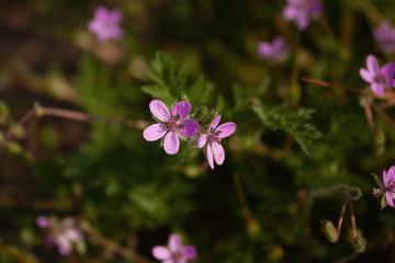 Pink wildflowers. Can be the background.