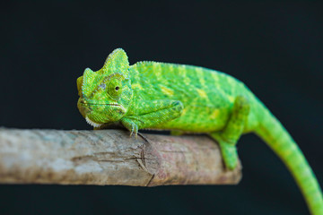 Green chameleon india