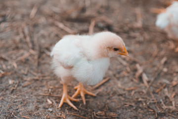 Little chicken walks on a summer evening