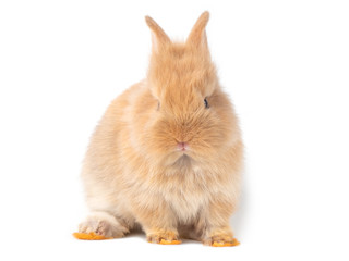 Obraz premium Adorable baby brown rabbits isolated on white background. Lovely baby rabbit sitting.