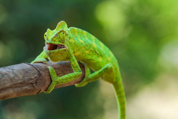Green chameleon india