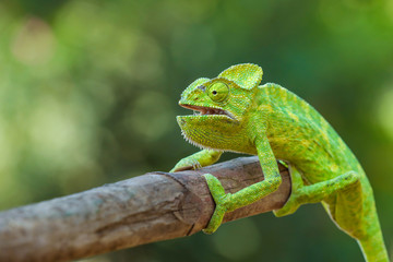 Green chameleon india - obrazy, fototapety, plakaty