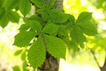 young chestnut leaves on the trunk