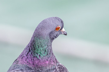 portrait of a pigeon