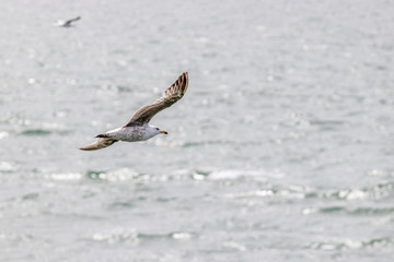 seagull flying above the sea