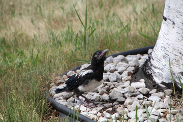 Baby Magpie, Edmonton, Alberta