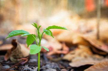 young green plants growing in nature,Among dead leaves