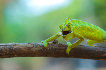 Green chameleon india