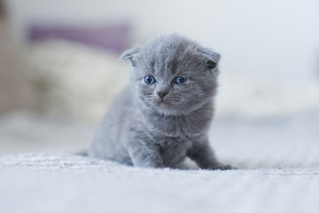 cute british little kitty