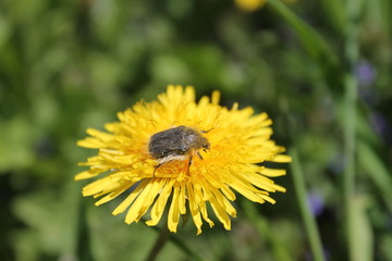Dandelion with flower beetle