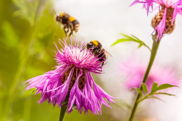 Two bumble bees one flying and one on a pink Persian Cornflower seen from below looking up.