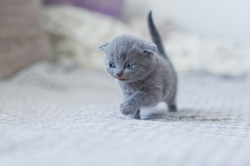 cute british little kitty