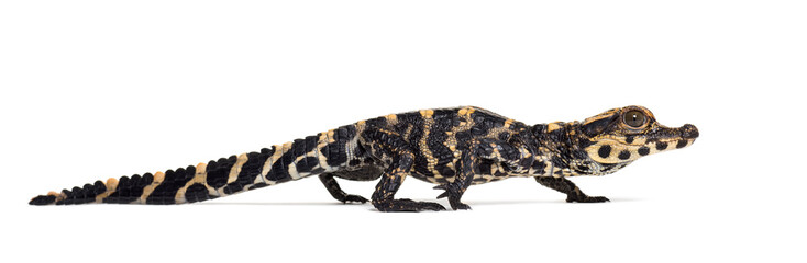 Dwarf crocodile against white background
