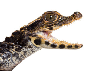Dwarf crocodile against white background