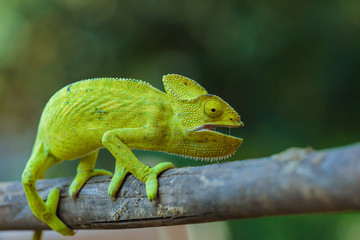 Green chameleon india