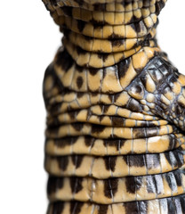 Dwarf crocodile against white background