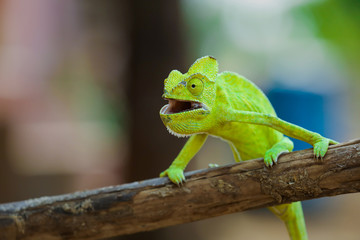 Green chameleon india