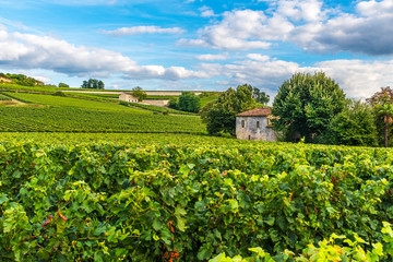 Fototapeta na wymiar Bordeaux vineyards beautiful landscape of Saint Emilion vineyard in France
