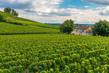 Fototapeta na wymiar Vineyards of Saint Emilion, Bordeaux Wineyards in France
