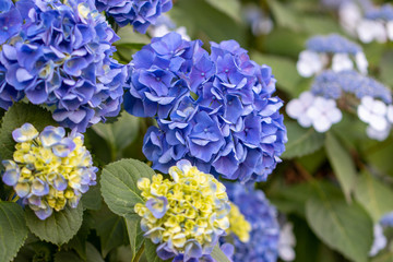 あじさい　飛鳥山公園　東京都北区