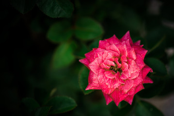 Beautiful pink rose taken at its best moments when its blossom is full.